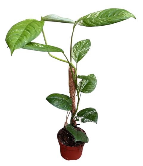 Rhaphidophora puberula 'Variegata'