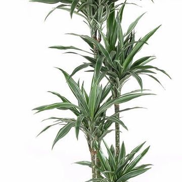 Dracaena fragrans 'Warneckei'