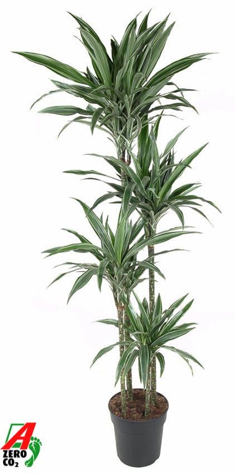 Dracaena fragrans 'Warneckei'