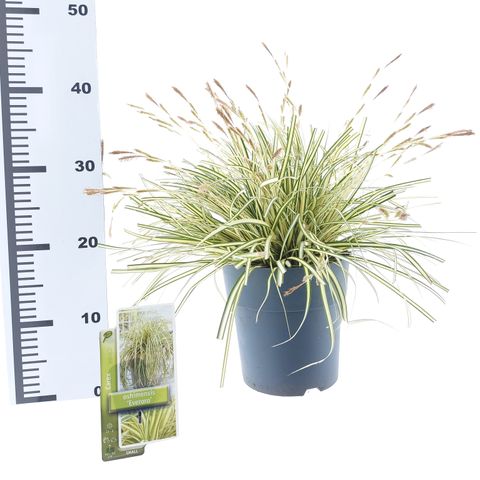 Carex oshimensis EVERCOLOR EVERORO