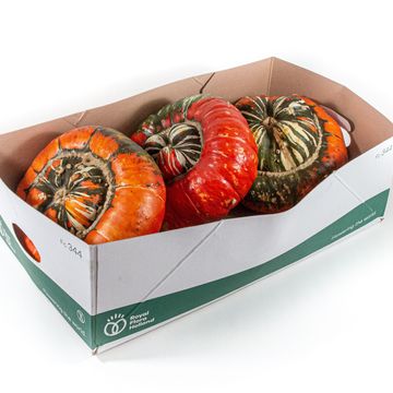 Cucurbita maxima TURK'S TURBAN MIX