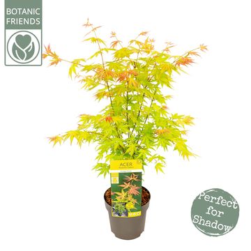 Acer palmatum 'Orange Dream'