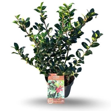 Ilex x meserveae 'Blue Maid'