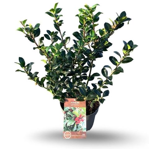 Ilex x meserveae 'Blue Maid'