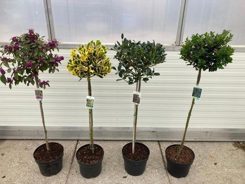 Ilex MIX