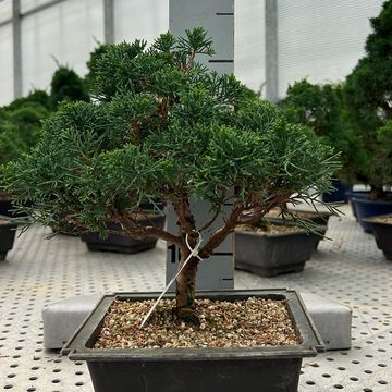 Juniperus chinensis