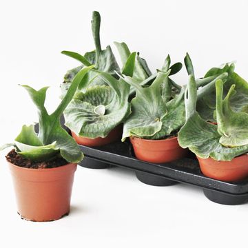 Platycerium superbum