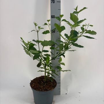 Cornus sanguinea