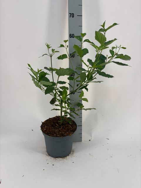 Cornus sanguinea