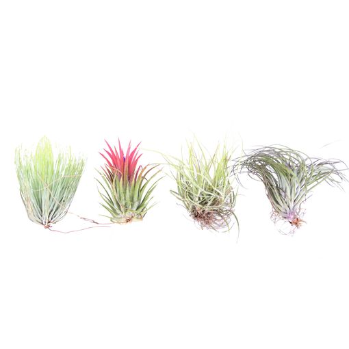 Tillandsia MIX