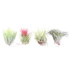 Tillandsia MIX