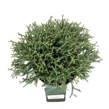 Thuja occidentalis 'Mr Bowling Ball'