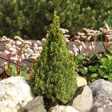 Picea glauca 'Zuckerhut'