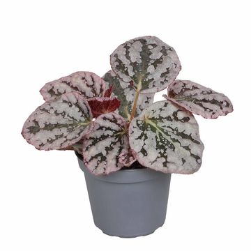 Begonia 'Spirit of Bali'