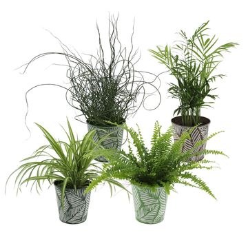 Plantes d'interieur MIX