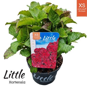 Hydrangea macrophylla LITTLE XS RED