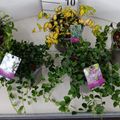 Vinca minor MIX