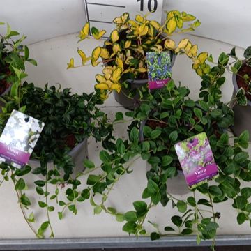 Vinca minor MIX