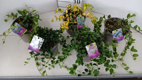 Vinca minor MIX