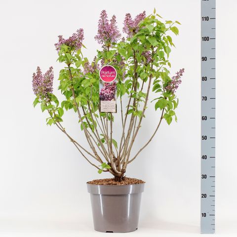 Syringa vulgaris 'Michel Buchner'