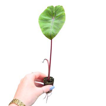 Colocasia esculenta 'Redemption Yellow'