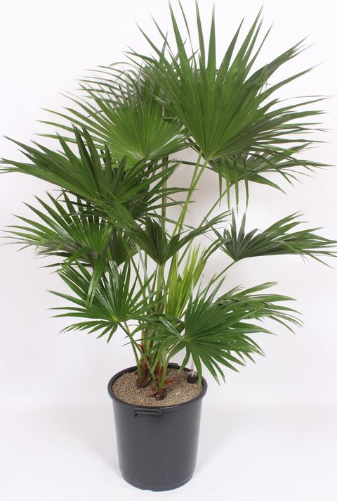 Livistona chinensis