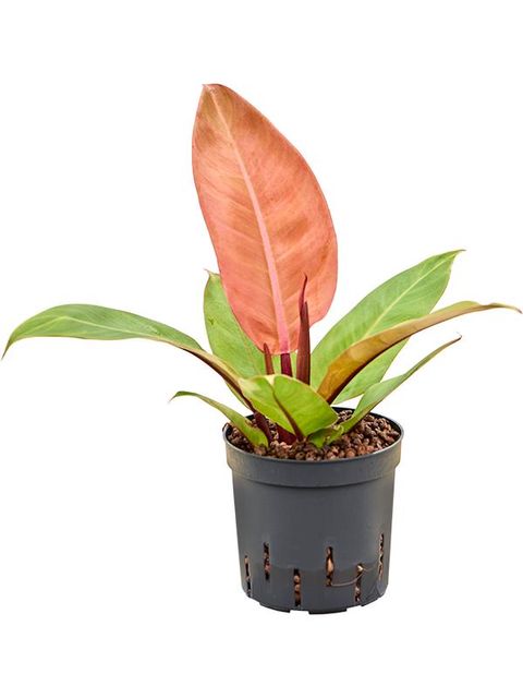 Philodendron 'Prince of Orange'