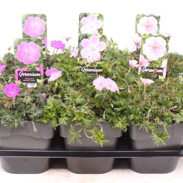 Geranium sanguineum MIX