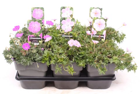 Geranium sanguineum MIX
