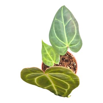 Anthurium DocBlock Anthurium Brown Derby® '39' X Brown Derby® '39'