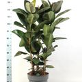 Ficus elastica 'Robusta'