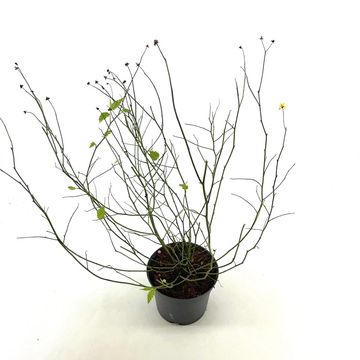 Kerria japonica 'Pleniflora'