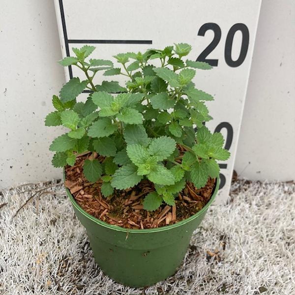 nepeta-purrsian-blue-plant-wholesale-floraccess