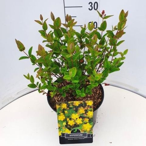 Hypericum MIRACLE ATTRACTION