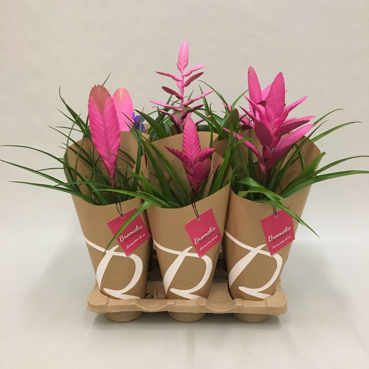Tillandsia Plant Food Nourishing Your Air Plants for Success Tillandsia Plant Food Nourishing Your Air Plants for Success