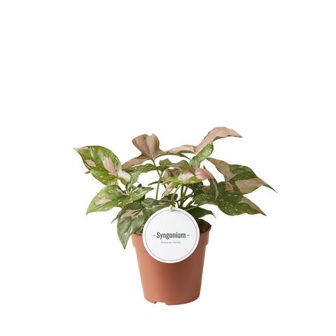 Syngonium 'Pink Splash'