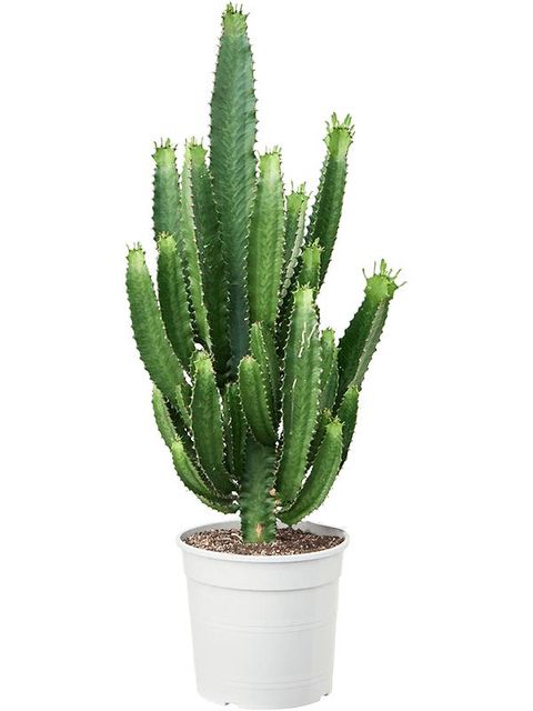 Euphorbia acrurensis