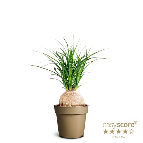 Beaucarnea recurvata