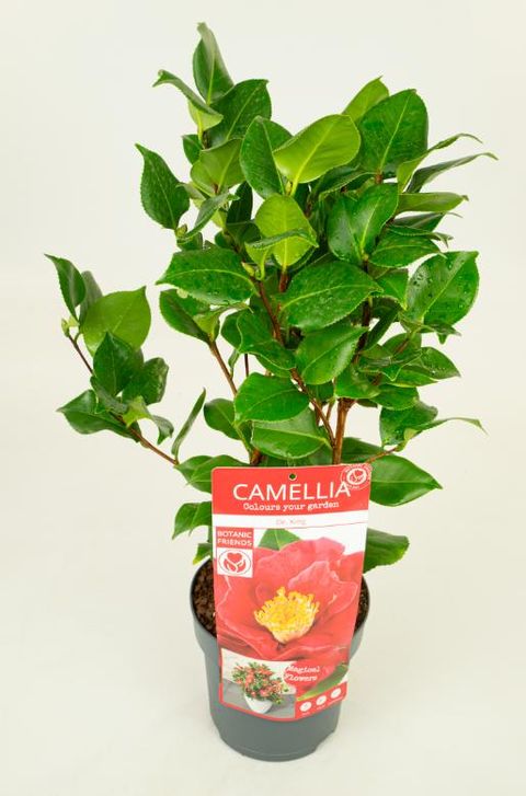 Camellia japonica 'Dr King'