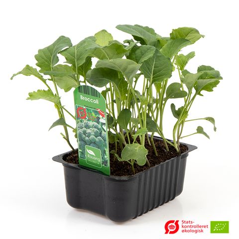 Brassica oleracea italica