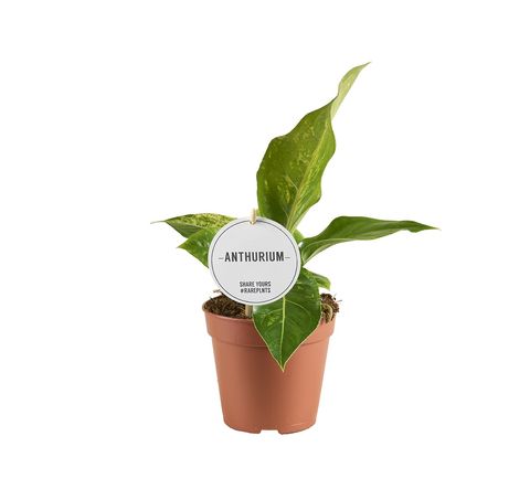 Anthurium hookeri 'Variegata'