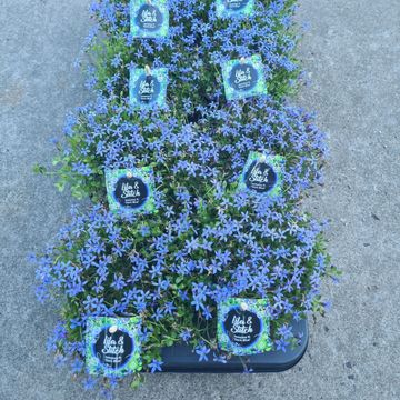 Isotoma fluviatilis 'Dark Blue'
