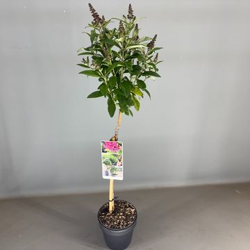 Buddleja davidii BUTTERFLY CANDY LITTLE RUBY