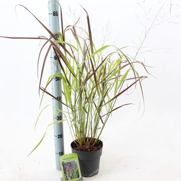 Panicum virgatum 'Squaw'