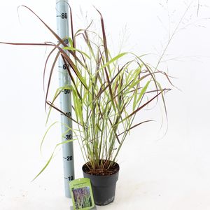Panicum virgatum 'Squaw' (About Plants Zundert BV)