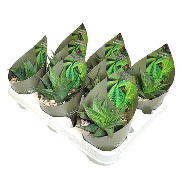 Haworthia limifolia 'Spiralis'