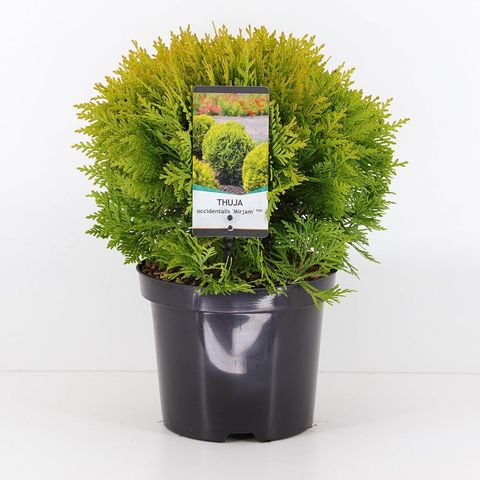 Thuja occidentalis 'Mirjam' — Plant Wholesale FlorAccess