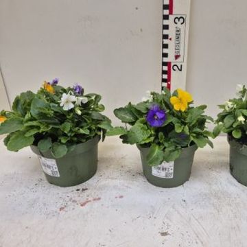 Viola CORNUTA MIX IN POT