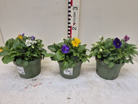 Viola CORNUTA MIX IN POT
