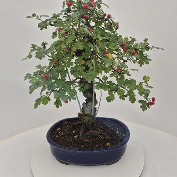 Crataegus cuneata
